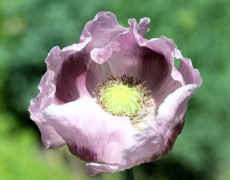 Opium Poppy